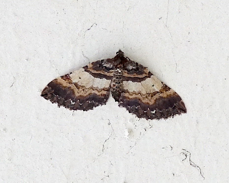 shoulder stripe